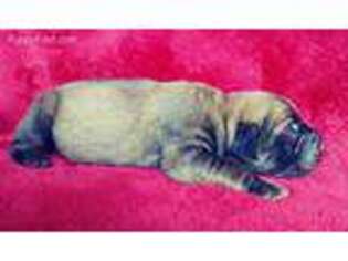 Mastiff Puppy for sale in Stanton, MI, USA