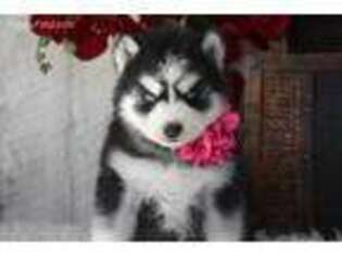 Siberian Husky Puppy for sale in Exeter, MO, USA