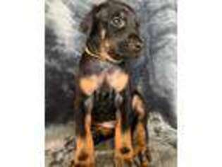 Doberman Pinscher Puppy for sale in Clarksville, TN, USA