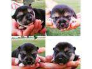 Shiba Inu Puppy for sale in Miami, OK, USA