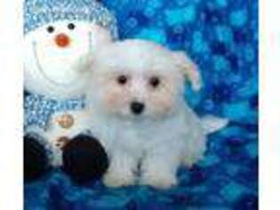Mutt Puppy for sale in Richmond, MN, USA