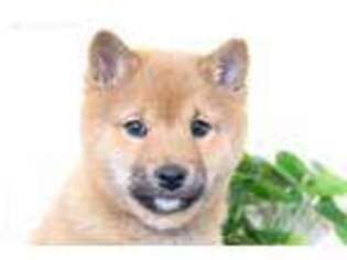 Shiba Inu Puppy for sale in San Diego, CA, USA