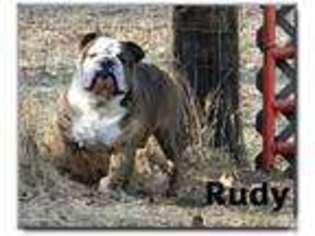 Bulldog Puppy for sale in CONCORD, MI, USA