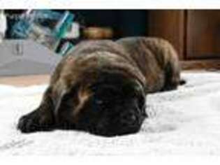Mastiff Puppy for sale in Chelsea, OK, USA