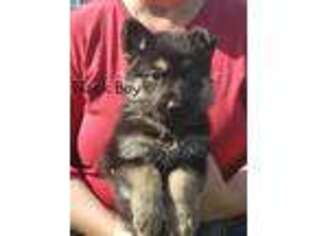 German Shepherd Dog Puppy for sale in Seymour, MO, USA