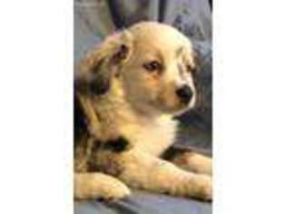 Miniature Australian Shepherd Puppy for sale in Stoneham, ME, USA