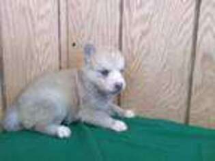 Mutt Puppy for sale in Hamlet, IN, USA
