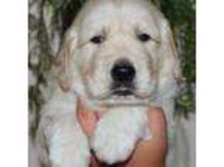 Golden Retriever Puppy for sale in Nuevo, CA, USA