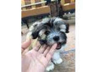 Havanese Puppy for sale in Woodland Hills, CA, USA