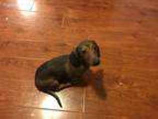 Dachshund Puppy for sale in Brooklyn, NY, USA