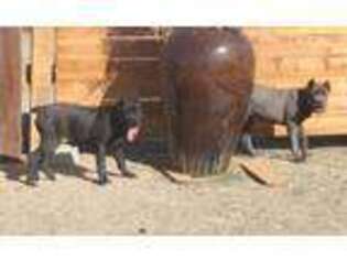 Cane Corso Puppy for sale in Palmdale, CA, USA