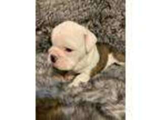 Bulldog Puppy for sale in Chantilly, VA, USA