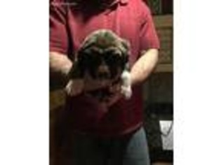 Fila Brasileiro Puppy for sale in Cross Junction, VA, USA