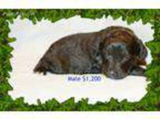 Mutt Puppy for sale in Bellwood, NE, USA