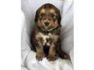 Bernese Mountain Dog Puppy for sale in Dayton, VA, USA