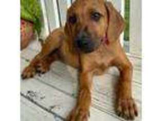 Rhodesian Ridgeback Puppy for sale in Fair Play, SC, USA