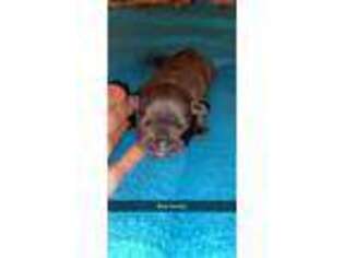 French Bulldog Puppy for sale in Amberg, WI, USA