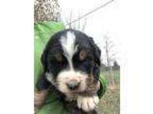 Bernese Mountain Dog Puppy for sale in Mooresville, IN, USA