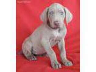 Weimaraner Puppy for sale in Beach City, OH, USA