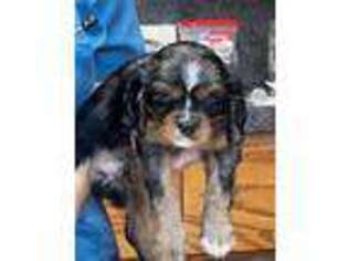 Cavalier King Charles Spaniel Puppy for sale in Lawton, OK, USA