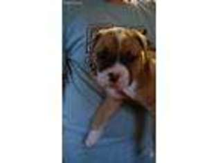 American Bulldog Puppy for sale in Oelwein, IA, USA