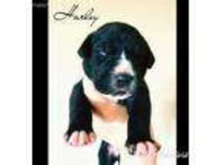 Great Dane Puppy for sale in Phoenix, AZ, USA