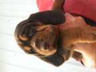 Bloodhound Puppy for sale in FINDLAY, OH, USA