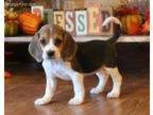 Beagle Puppy for sale in Lebanon, MO, USA