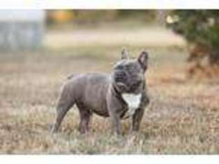 French Bulldog Puppy for sale in Fairland, OK, USA