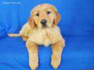 Golden Retriever Puppy for sale in North Collins, NY, USA