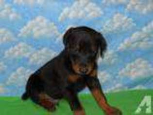 Doberman Pinscher Puppy for sale in RUDY, AR, USA