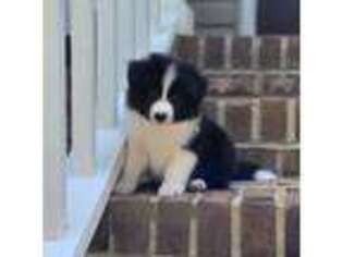 Border Collie Puppy for sale in Dunn, NC, USA