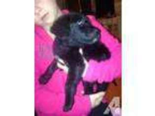 Labradoodle Puppy for sale in GROVESPRING, MO, USA