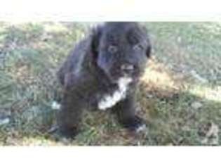 Newfoundland Puppy for sale in MCHENRY, IL, USA