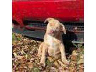 Mutt Puppy for sale in New Castle, PA, USA