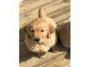 Golden Retriever Puppy for sale in Holly Springs, NC, USA