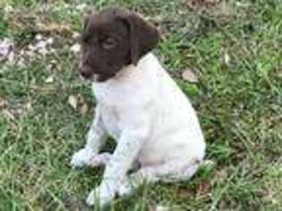 German Shorthaired Pointer Puppy for sale in Eustis, FL, USA