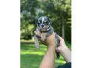 Bulldog Puppy for sale in Marlboro, NJ, USA