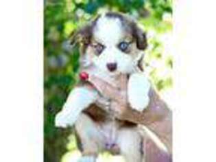 Miniature Australian Shepherd Puppy for sale in Dalhart, TX, USA