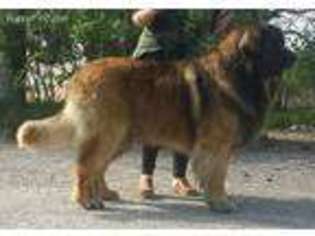 Leonberger Puppy for sale in Salt Lake City, UT, USA
