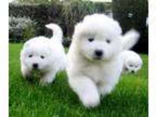 Samoyed Puppy for sale in Houlka, MS, USA