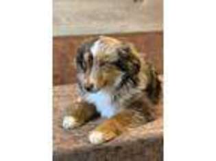 Miniature Australian Shepherd Puppy for sale in Genola, UT, USA