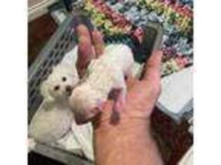 Bichon Frise Puppy for sale in Wasilla, AK, USA
