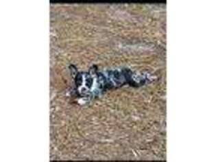 French Bulldog Puppy for sale in Soperton, GA, USA