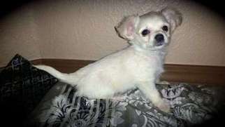 Chihuahua Puppy for sale in RIO RANCHO, NM, USA