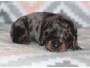 Dachshund Puppy for sale in Westville, FL, USA