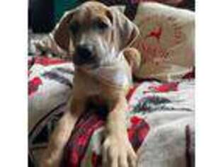 Great Dane Puppy for sale in Oakville, WA, USA