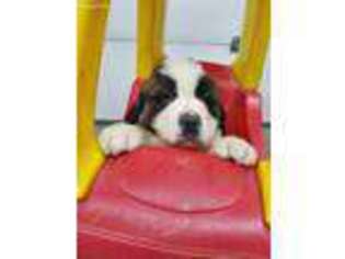 Saint Bernard Puppy for sale in Middlebury, IN, USA