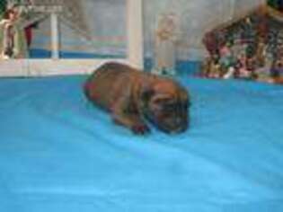 Bullmastiff Puppy for sale in Chanute, KS, USA