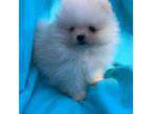 Pomeranian Puppy for sale in Solomons, MD, USA